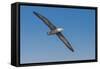 Waved albatross flying, Espanola Island, Galapagos Islands, Ecuador.-Adam Jones-Framed Stretched Canvas