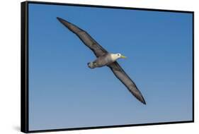 Waved albatross flying, Espanola Island, Galapagos Islands, Ecuador.-Adam Jones-Framed Stretched Canvas