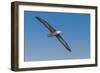 Waved albatross flying, Espanola Island, Galapagos Islands, Ecuador.-Adam Jones-Framed Photographic Print