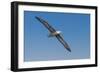 Waved albatross flying, Espanola Island, Galapagos Islands, Ecuador.-Adam Jones-Framed Photographic Print