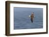 Waved albatross flying, Espanola Island, Galapagos Islands, Ecuador.-Adam Jones-Framed Photographic Print