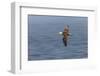 Waved albatross flying, Espanola Island, Galapagos Islands, Ecuador.-Adam Jones-Framed Photographic Print