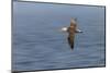 Waved albatross flying, Espanola Island, Galapagos Islands, Ecuador.-Adam Jones-Mounted Photographic Print