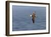 Waved albatross flying, Espanola Island, Galapagos Islands, Ecuador.-Adam Jones-Framed Photographic Print