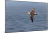 Waved albatross flying, Espanola Island, Galapagos Islands, Ecuador.-Adam Jones-Mounted Photographic Print