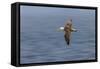 Waved albatross flying, Espanola Island, Galapagos Islands, Ecuador.-Adam Jones-Framed Stretched Canvas