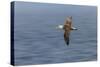 Waved albatross flying, Espanola Island, Galapagos Islands, Ecuador.-Adam Jones-Stretched Canvas