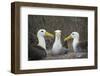 Waved albatross group of three on nest, Punta Suarez, Espanola Island, Galapagos-Tui De Roy-Framed Photographic Print