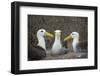 Waved albatross group of three on nest, Punta Suarez, Espanola Island, Galapagos-Tui De Roy-Framed Photographic Print