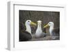 Waved albatross group of three on nest, Punta Suarez, Espanola Island, Galapagos-Tui De Roy-Framed Photographic Print
