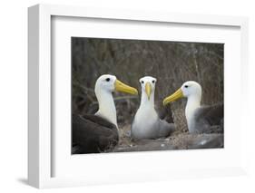 Waved albatross group of three on nest, Punta Suarez, Espanola Island, Galapagos-Tui De Roy-Framed Photographic Print