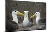 Waved albatross group of three on nest, Punta Suarez, Espanola Island, Galapagos-Tui De Roy-Mounted Photographic Print