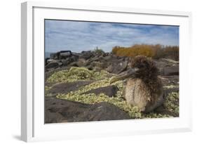 Waved Albatross Juvenile, Espanola Island, Galapagos Islands, Ecuador-Pete Oxford-Framed Photographic Print