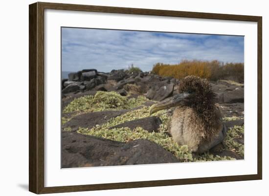 Waved Albatross Juvenile, Espanola Island, Galapagos Islands, Ecuador-Pete Oxford-Framed Photographic Print