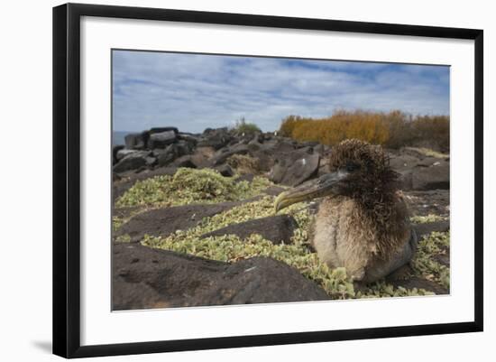 Waved Albatross Juvenile, Espanola Island, Galapagos Islands, Ecuador-Pete Oxford-Framed Photographic Print