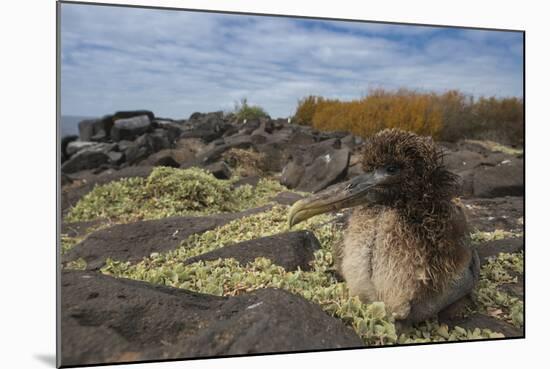 Waved Albatross Juvenile, Espanola Island, Galapagos Islands, Ecuador-Pete Oxford-Mounted Photographic Print