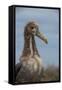 Waved Albatross Juvenile, Espanola Island, Galapagos Islands, Ecuador-Pete Oxford-Framed Stretched Canvas