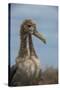 Waved Albatross Juvenile, Espanola Island, Galapagos Islands, Ecuador-Pete Oxford-Stretched Canvas