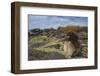 Waved Albatross Juvenile, Espanola Island, Galapagos Islands, Ecuador-Pete Oxford-Framed Photographic Print