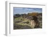 Waved Albatross Juvenile, Espanola Island, Galapagos Islands, Ecuador-Pete Oxford-Framed Photographic Print