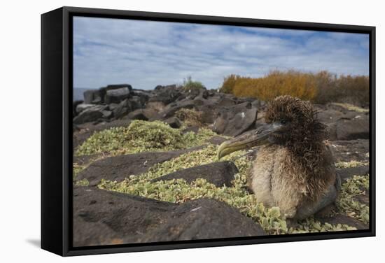 Waved Albatross Juvenile, Espanola Island, Galapagos Islands, Ecuador-Pete Oxford-Framed Stretched Canvas