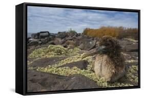 Waved Albatross Juvenile, Espanola Island, Galapagos Islands, Ecuador-Pete Oxford-Framed Stretched Canvas