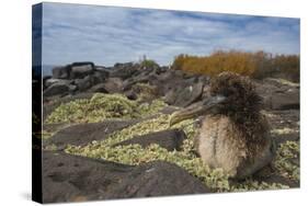 Waved Albatross Juvenile, Espanola Island, Galapagos Islands, Ecuador-Pete Oxford-Stretched Canvas