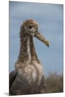 Waved Albatross Juvenile, Espanola Island, Galapagos Islands, Ecuador-Pete Oxford-Mounted Premium Photographic Print