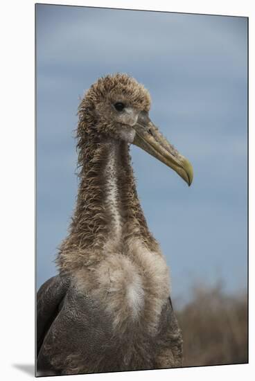 Waved Albatross Juvenile, Espanola Island, Galapagos Islands, Ecuador-Pete Oxford-Mounted Premium Photographic Print