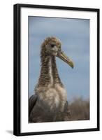 Waved Albatross Juvenile, Espanola Island, Galapagos Islands, Ecuador-Pete Oxford-Framed Photographic Print