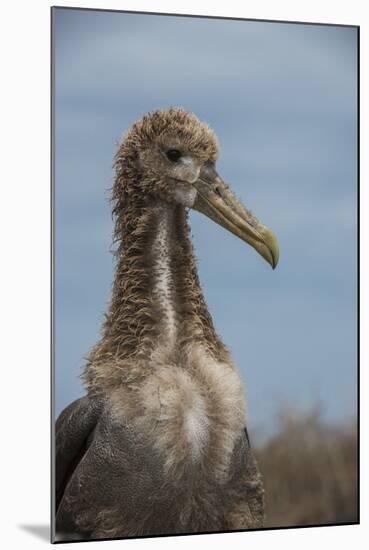 Waved Albatross Juvenile, Espanola Island, Galapagos Islands, Ecuador-Pete Oxford-Mounted Photographic Print