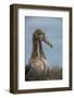 Waved Albatross Juvenile, Espanola Island, Galapagos Islands, Ecuador-Pete Oxford-Framed Photographic Print