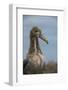 Waved Albatross Juvenile, Espanola Island, Galapagos Islands, Ecuador-Pete Oxford-Framed Photographic Print