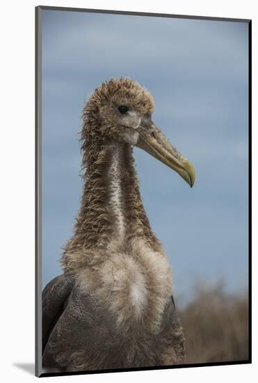 Waved Albatross Juvenile, Espanola Island, Galapagos Islands, Ecuador-Pete Oxford-Mounted Photographic Print