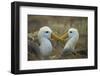 Waved albatross pair, Espanola Island, Galapagos-Tui De Roy-Framed Photographic Print