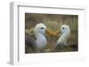 Waved albatross pair, Espanola Island, Galapagos-Tui De Roy-Framed Photographic Print