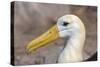 Waved Albatross (Phoebastria Irrorata), Hispanola Island, Galapagos, Ecuador, South America-G and M Therin-Weise-Stretched Canvas