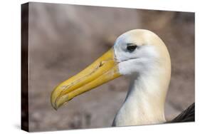 Waved Albatross (Phoebastria Irrorata), Hispanola Island, Galapagos, Ecuador, South America-G and M Therin-Weise-Stretched Canvas