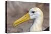 Waved Albatross (Phoebastria Irrorata), Hispanola Island, Galapagos, Ecuador, South America-G and M Therin-Weise-Stretched Canvas