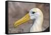 Waved Albatross (Phoebastria Irrorata), Hispanola Island, Galapagos, Ecuador, South America-G and M Therin-Weise-Framed Stretched Canvas