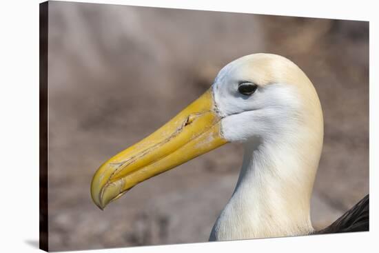 Waved Albatross (Phoebastria Irrorata), Hispanola Island, Galapagos, Ecuador, South America-G and M Therin-Weise-Stretched Canvas