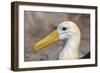 Waved Albatross (Phoebastria Irrorata), Hispanola Island, Galapagos, Ecuador, South America-G and M Therin-Weise-Framed Photographic Print