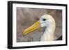 Waved Albatross (Phoebastria Irrorata), Hispanola Island, Galapagos, Ecuador, South America-G and M Therin-Weise-Framed Photographic Print