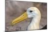 Waved Albatross (Phoebastria Irrorata), Hispanola Island, Galapagos, Ecuador, South America-G and M Therin-Weise-Mounted Photographic Print