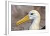 Waved Albatross (Phoebastria Irrorata), Hispanola Island, Galapagos, Ecuador, South America-G and M Therin-Weise-Framed Photographic Print