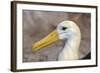 Waved Albatross (Phoebastria Irrorata), Hispanola Island, Galapagos, Ecuador, South America-G and M Therin-Weise-Framed Photographic Print