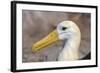 Waved Albatross (Phoebastria Irrorata), Hispanola Island, Galapagos, Ecuador, South America-G and M Therin-Weise-Framed Photographic Print