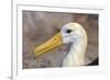 Waved Albatross (Phoebastria Irrorata), Hispanola Island, Galapagos, Ecuador, South America-G and M Therin-Weise-Framed Photographic Print