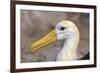 Waved Albatross (Phoebastria Irrorata), Hispanola Island, Galapagos, Ecuador, South America-G and M Therin-Weise-Framed Photographic Print