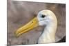 Waved Albatross (Phoebastria Irrorata), Hispanola Island, Galapagos, Ecuador, South America-G and M Therin-Weise-Mounted Photographic Print